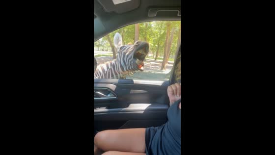 Woman cautiously interacts with zebra at car window in Aiken County, South Carolina, USA