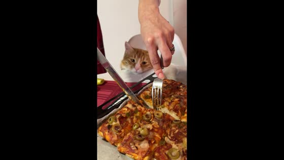 Tabby cat patiently waits for pizza in Belgrade, Serbia