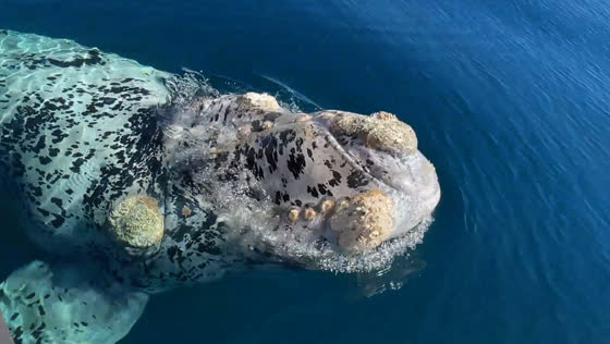 White whale spotted near boat in Puerto Pirámides