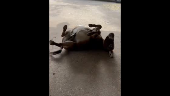 Donkey Dunkin: rollin' for sprays