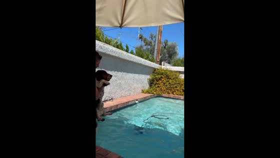 Dog makes swimming motions while being carried in Phoenix, Arizona, USA
