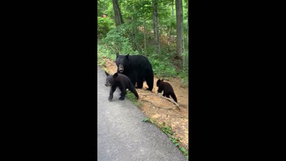 Bear encounter: cubs' curiosity in Gatlinburg, Tennessee