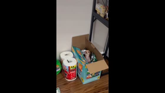 Chihuahua hilariously found hiding inside a box of chips in Sheffield Lake, Ohio, USA