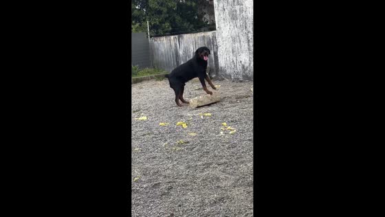 Dog playfully rolling stone block in Imbituba, Brazil