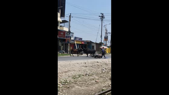 Fighting bulls disrupt traffic on Hill Cart Road in Siliguri, West Bengal, India