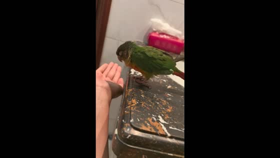 Sleepy bird dozes off at the edge of a table before being caught by its owner in Heilongjiang, China
