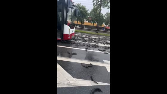 Highway traffic stops due to scattered mudfish in Guangdong, China