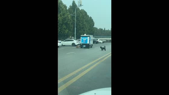 Dogs block an unmanned delivery van on a street in Henan, China