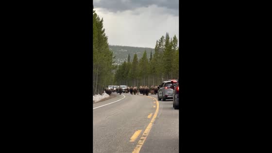 Bison traffic jam in Yellowstone National Park, Wyoming, United States
