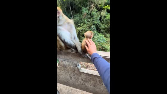Protective mother monkey guards her baby from visitor in Guizhou, China