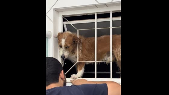 Dog rescued after getting stuck outside window grill in Brazil