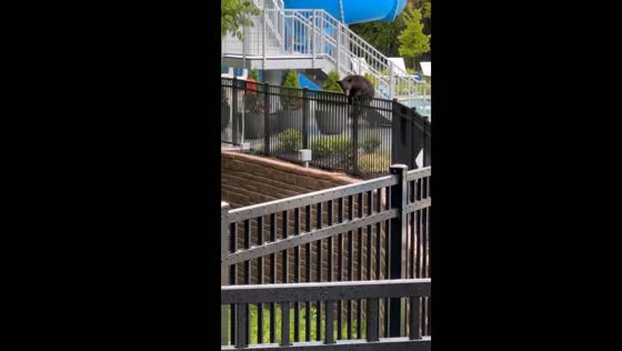 Bear chase: Gatlinburg resident uses noise to drive bear away