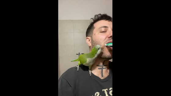Parrot playfully mimics owner during toothbrushing time in San Jorge