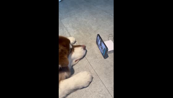 Dog enjoys video time in Taipei: cute moment caught on camera