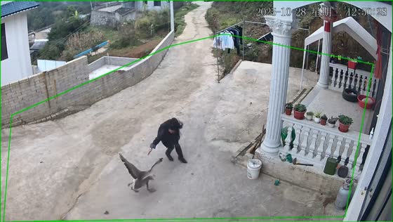 Goose attacks woman on the road in Guizhou, China