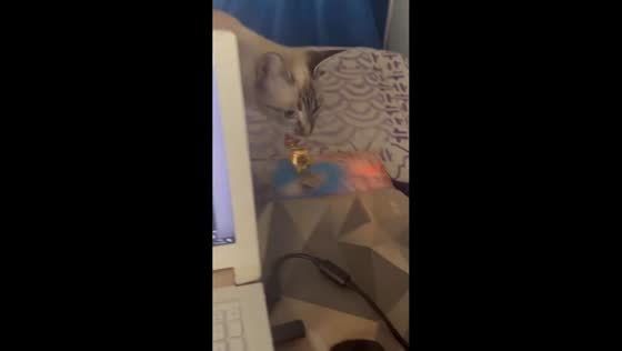 Smart cat brings candy on request in Montevideo, Uruguay
