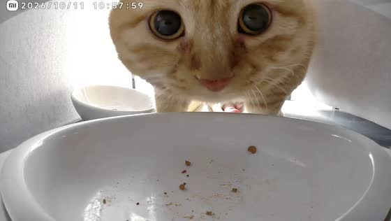 Timid cat gets startled by its owner while waiting for food in Henan, China
