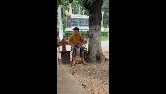 Man gives relaxing massage to dog in Pyay, Myanmar