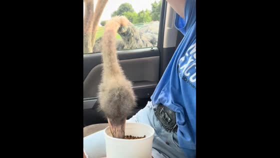 Ostrich eats treats from passenger’s lap while they scream in safari park drive-thru