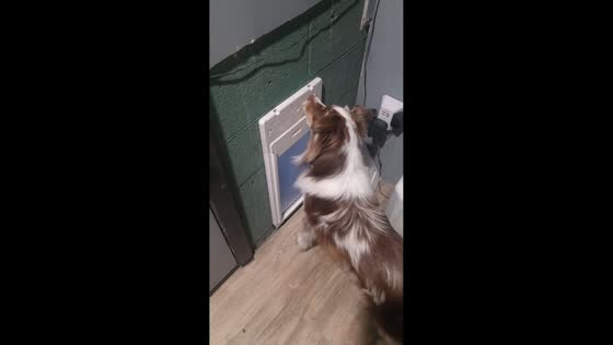 Miniature Australian Shepherd opens electronic dog door in South Carolina, USA