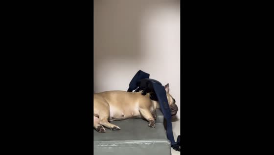 French bulldog enjoys relaxing massage in the Philippines
