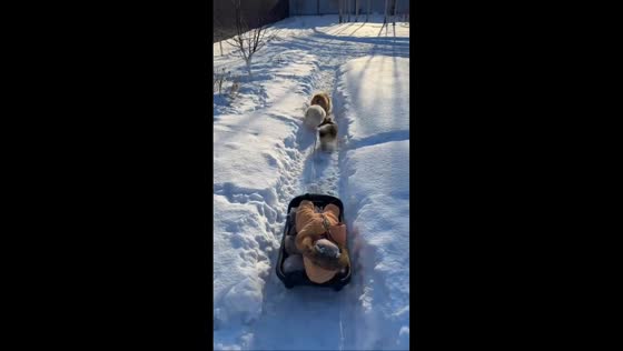 Dogs appear to pull child on sled in Chelyabinsk, Russia