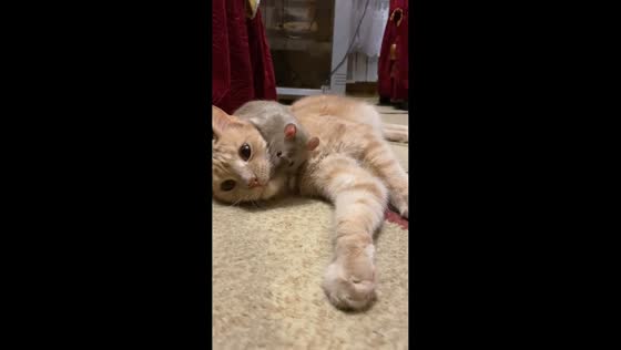 Pet cat and mouse play together in Rostov-on-Don, Russia