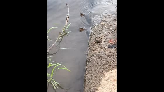 Snakes spotted in Scott County, Virginia, USA