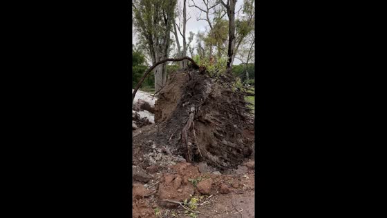 Tornado's wrath: massive tree uprooted in Buenos Aires
