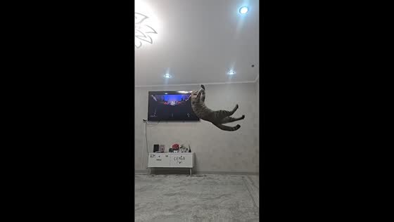 Cat makes impressive jumps while playing with ball in Astrakhan, Russia