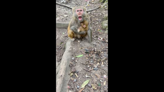 Mother monkey protects her sleeping baby in Guizhou, China