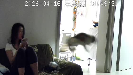 Cat jumps in surprise after being touched on sofa in Chongqing, China