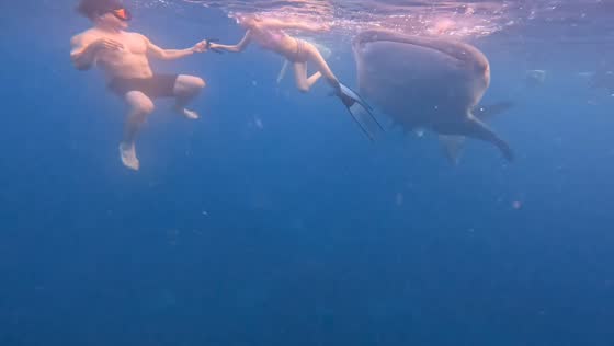 Tourist narrowly avoids approaching whale shark during underwater encounter in Cebu, Philippines