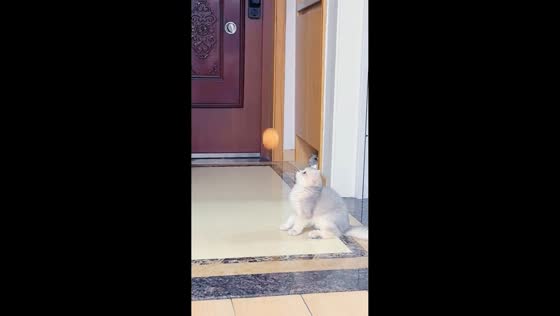 Cat calmly watches bouncing ball in Shaanxi Province, China