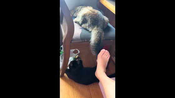 Playful prank sparks unexpected cat fight in Shandong, China