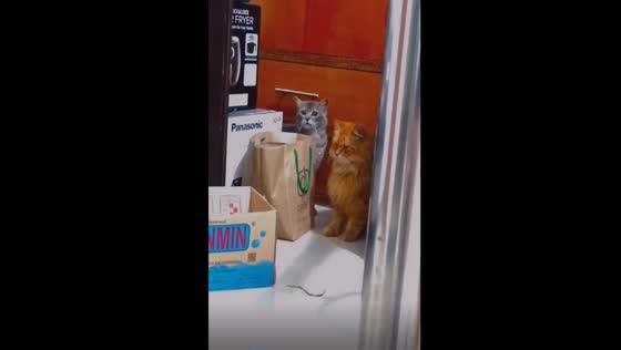 Cats vs. mouse: hilarious encounter reveals feline cowardice!
