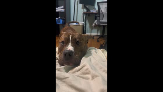 Mirror meltdown: dog vs. mom!