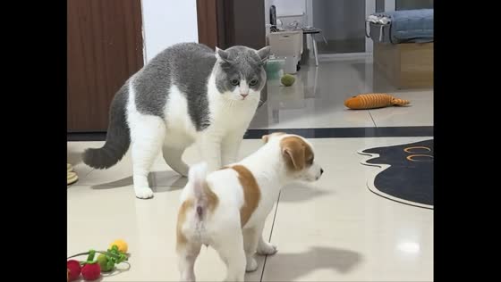 Scottish Fold cat swats Jack Russell puppy during playful scuffle in Zhejiang, China