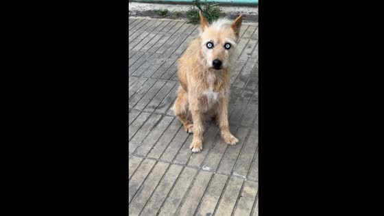 Dog with unique eyes spotted on street in Ensenada, Argentina