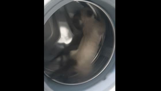 Cat runs like hamster in washing machine