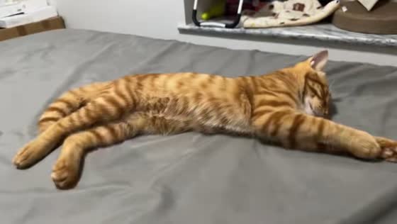 Kitten twitches in its sleep while dreaming in Chongqing, China