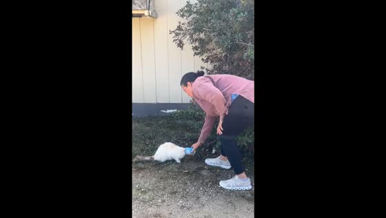 Cat rescued after getting head stuck in a can in Greenfield, California, USA