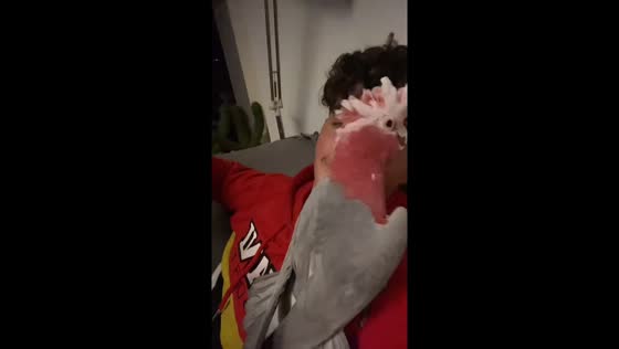 Parrot grooves: head-bopping dance in Lochem, Netherlands