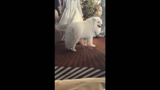 Dog’s shaky hind legs during a wedding ceremony in Shandong, China