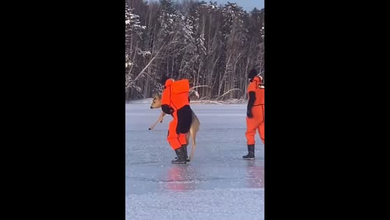 Rescuers brave the ice: successful effort to save stranded roe deer at Beloyarsk Reservoir in the Urals