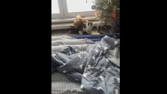 Cat chaos: Minsk feline's hilarious morning escape from the mysterious carrier bag!