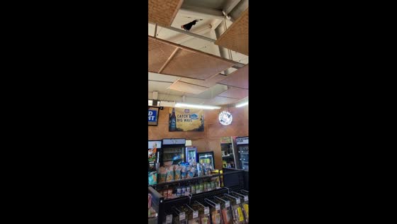 Rooster surprises customers inside a convenience store in Koloa, Hawaii, USA