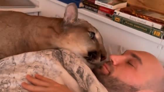 Persistent puma Messi tries to wake owner in Russia