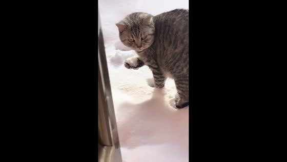 Cat eats snow in Neimenggu, China