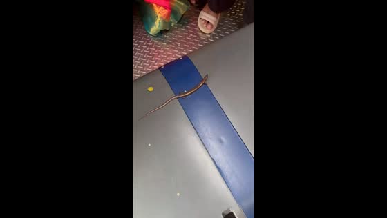 Small skink causes commotion on women's train coach in Khopoli, India